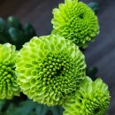 풍국농장 이미지