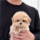 천안강아지분양 우리집퍼피 천안아산본점 (하이도그) 이미지