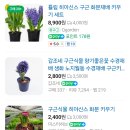 식쇼핑 시작하기 좋은 2월이 왔습니다. 초보 추천 식물 🌱🌿🌱 이미지