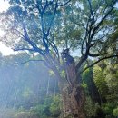 녹나무 | 일본 소도시 여행 추천 사가 다케오 녹나무 후쿠오카 인근