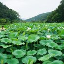 칠갑산산꽃마을 이미지