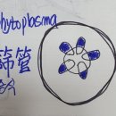 오동담배 이미지