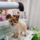 펫하우스애견 이미지