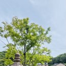 8월 19일(수) 동작역 5번출구밖 주차장 09시40분 가평 청리움 갑니다 이미지