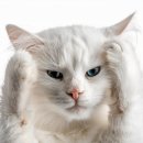 강아지와 고양이 이미지