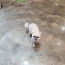 이자매펫미용원 이미지