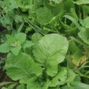 건너농장 이미지