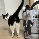 마이 단독 | 고양이 모래 마이도미넌트 단독 사용 솔직후기