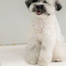 보솜 이미지