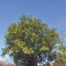 뽕나무집 이미지