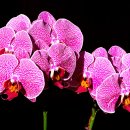 호접란(Phalaenopsis Orchid) 이미지