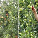 옛살비농장 이미지