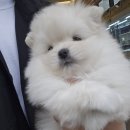 펫 중개소 이미지