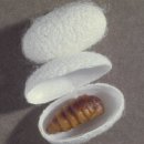 고치 이미지