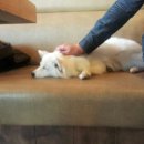 아이러브퍼피 이미지