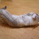 나비캐터리 이미지