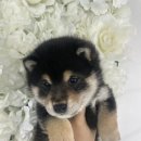 모찌애견샵 이미지