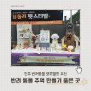 (11/19) 양모펠트_키링 | 전주 ｜ 백설공방 ｜ 반려동물 양모 펠트 제작 추천