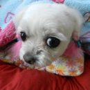 친절한 동물병원 이미지