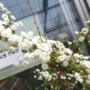 호산나화원