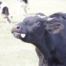 메밀목장 이미지