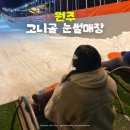 원주농협중앙지점 | 강원도 눈썰매장 추천 원주 고니골 눈썰매장 준비물 후기