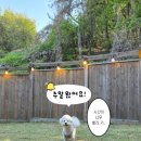 당진실내체육관 | 당진애견펜션 마당500평 강아지수영장까지 쉬어가는곳