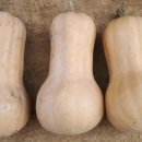 포아로-1 이미지