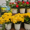 꽃 우리 | 홍성군 치유쉼터 우리 난과 우리 꽃 전시 후기