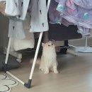 예명메디칼 | 도그마루 강남점 - 고양이 입양 후기