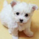 배변의기술 이미지