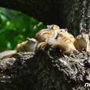 옹기종기 이미지