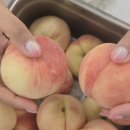 추천] 당도선별로 달콤한 프레쉬픽 딜리셔스 마켓 프리미엄과일 대극천 복숭아 솔직 후기 (과일선물 추천)