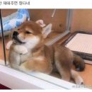 데려가개 이미지