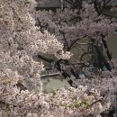 대흥역 경의선숲길 카페 벚꽃뷰를 루프탑에서 볼 수있는 썸이프