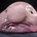 '세상에서 가장 못생긴 물고기'라는 별명이 붙어 있는 블로브피쉬(Blobfish) 이미지