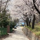 새마을교 | 파주 벚꽃 실시간 개화 현황: 오산리기도원 만개 &amp; 밤고지마을 비교 코스 (4월 13일 기준)