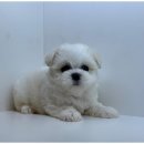 행복한강아지와고양이 | 강아지와 고양이의 행복한 만남, 인천강아지분양 고양이분양 도그마루에서 느껴보세요!