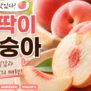 (주)동성통신 | 폴라리스AI 주가 코스닥 폭락에도 나홀로 급등, 이유는?