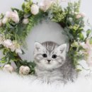 대구고양이분양 도로시펫 이미지