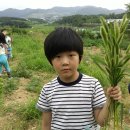 강지풀 이미지