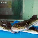 삼영식당 이미지