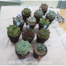 친환경 식물 메이커 이미지