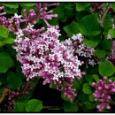 (유)정향 이미지