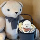 GS25강릉율곡점 | 강릉 애견동반 호텔 추천 신라모노그램 레지던스 강릉 펫룸 후기