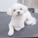 유진펫 살롱 이미지