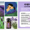 에듀아로마