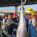 강릉참치 이미지