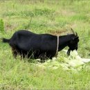 이천흑염소 이미지