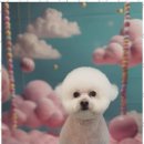 블랑드펫 | 은평구말티즈미용잘하는곳 블랑드펫에서 경험한 특별한 미용 서비스 후기